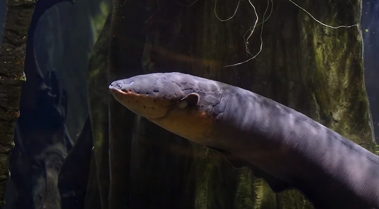 How Electric eel make electricity