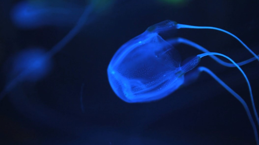 How Poisonous Are Box Jellyfish
