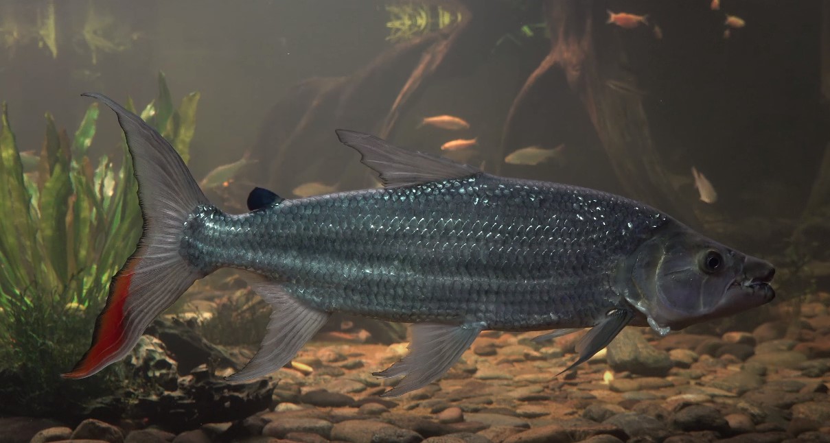 How Wast Can Goliath Tigerfish Swim