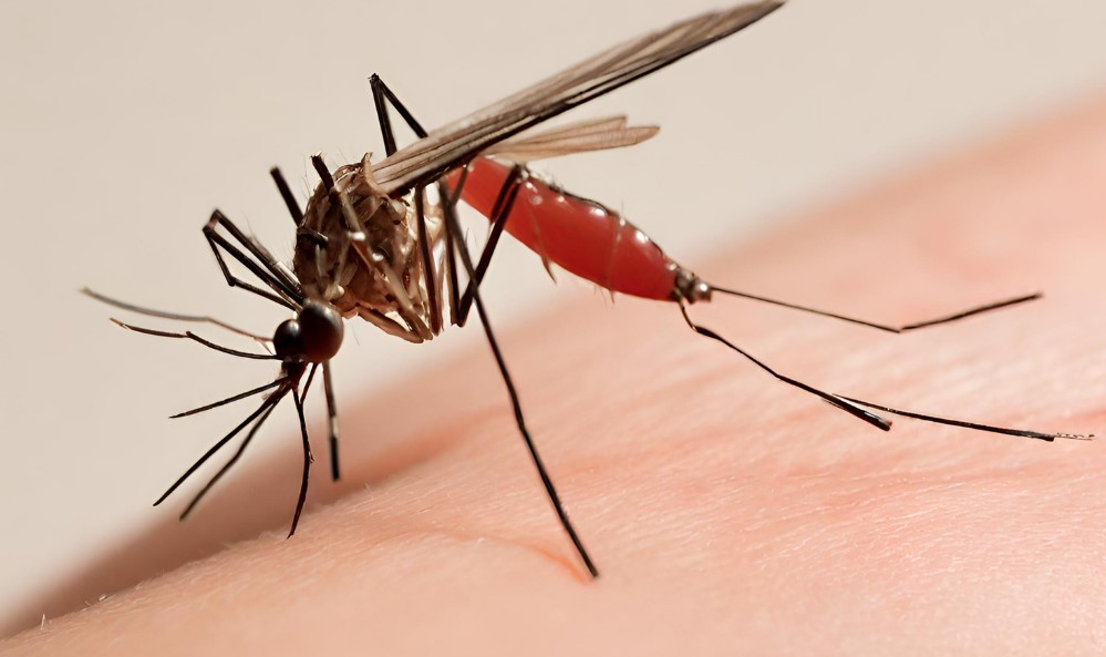 How long does dengue take to cure