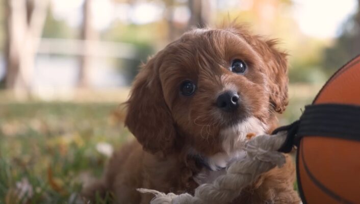 Pros and Cons of Cavapoo Puppies Breed: An Unbiased Guide - Southwest ...