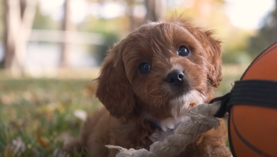 How to Train My Cavapoo Dog