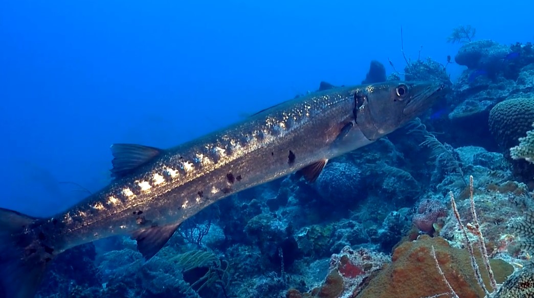 Is Barracuda Harmful to Humans