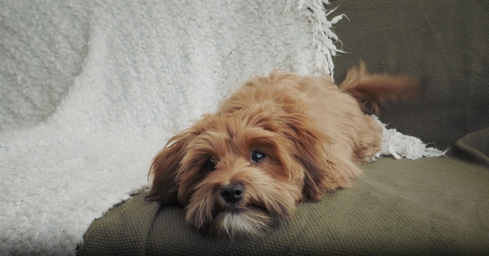 Is Cavapoo Dog Suitable for Apartment