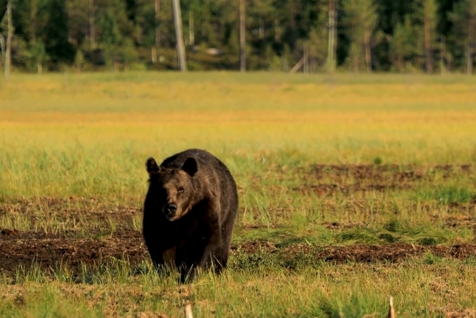 Minnesota Deadliest Animals