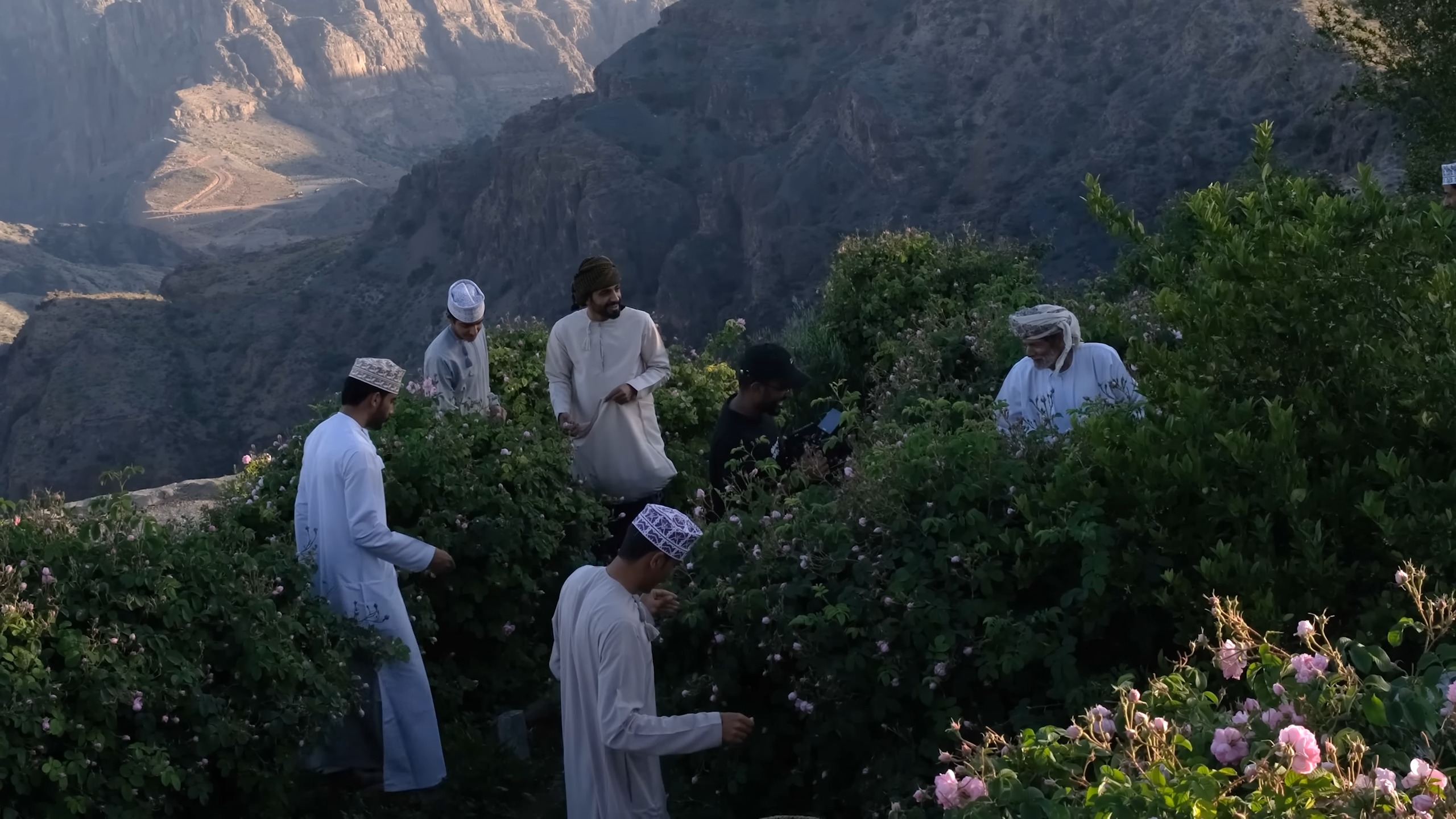 Oman-Rose harvesting