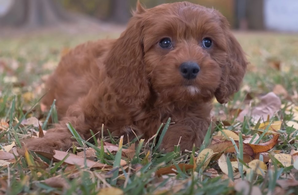What Are the Pros and Cons of Having Cavapoo Dog