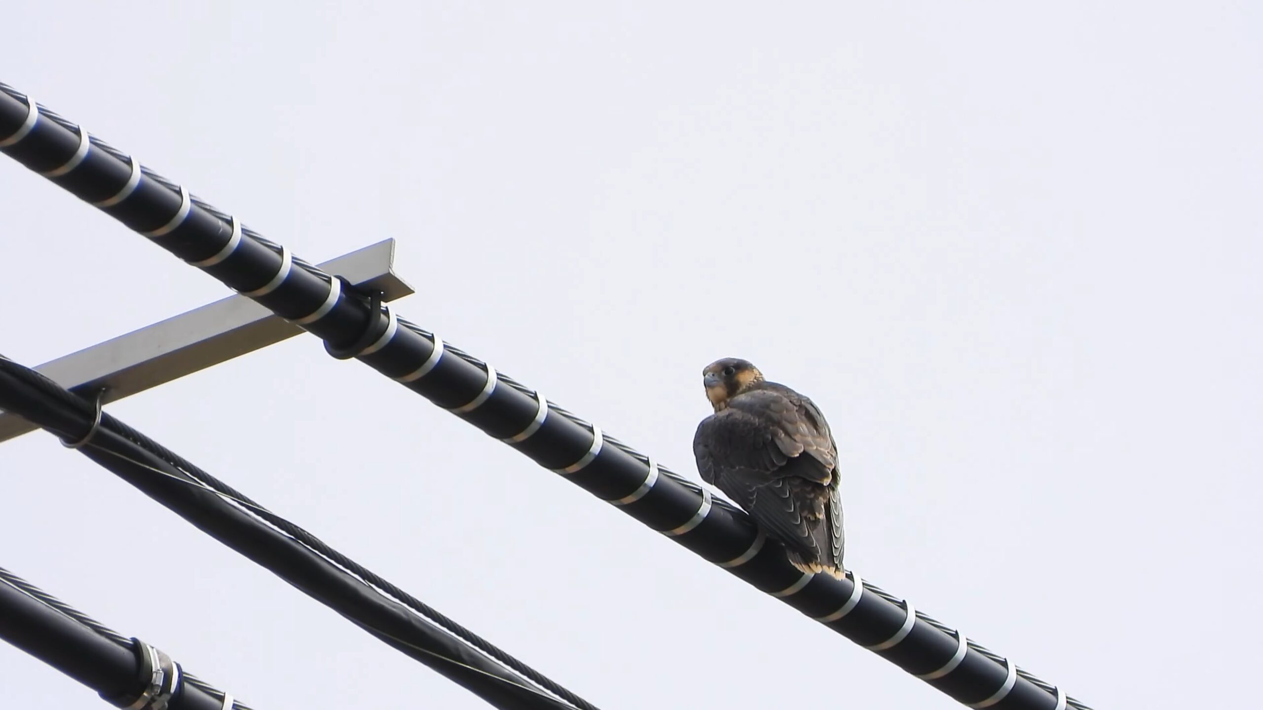 Brooklyn Bridge peregrine falcons