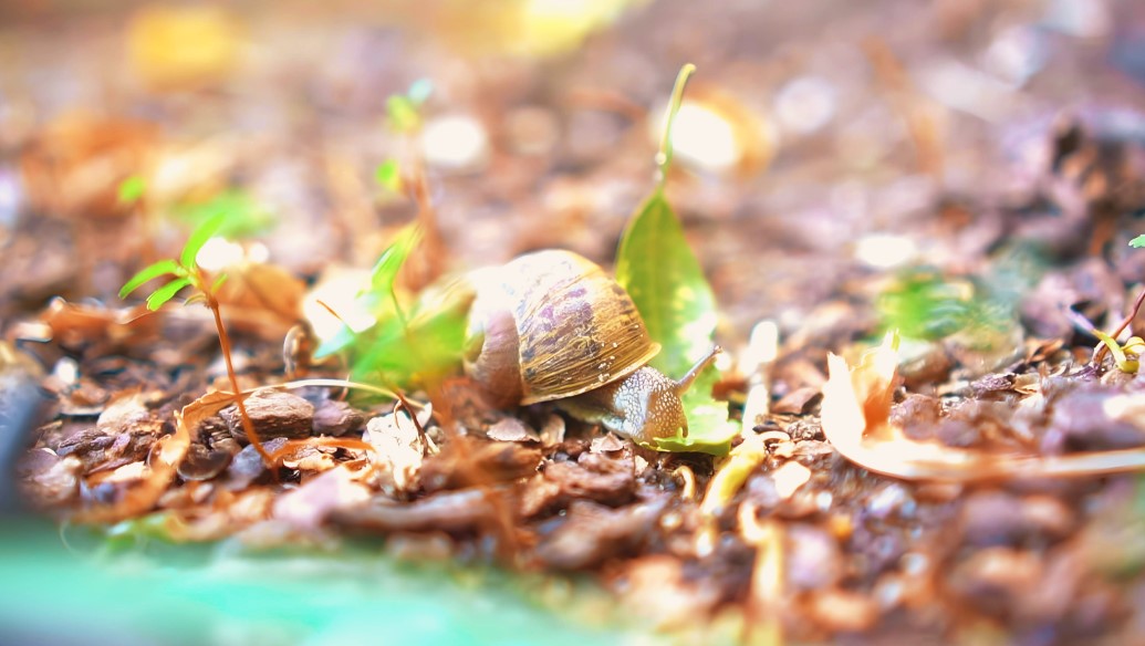 Home remedies for snails