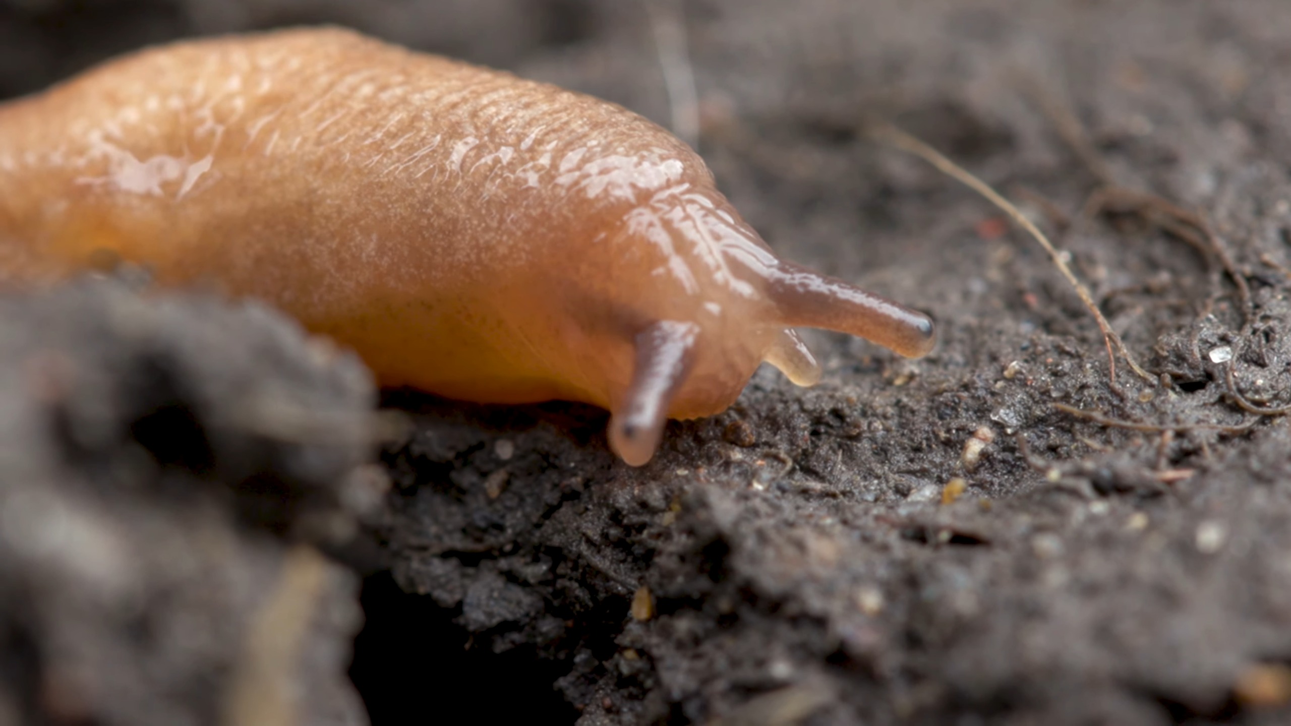 Slug and snail control methods