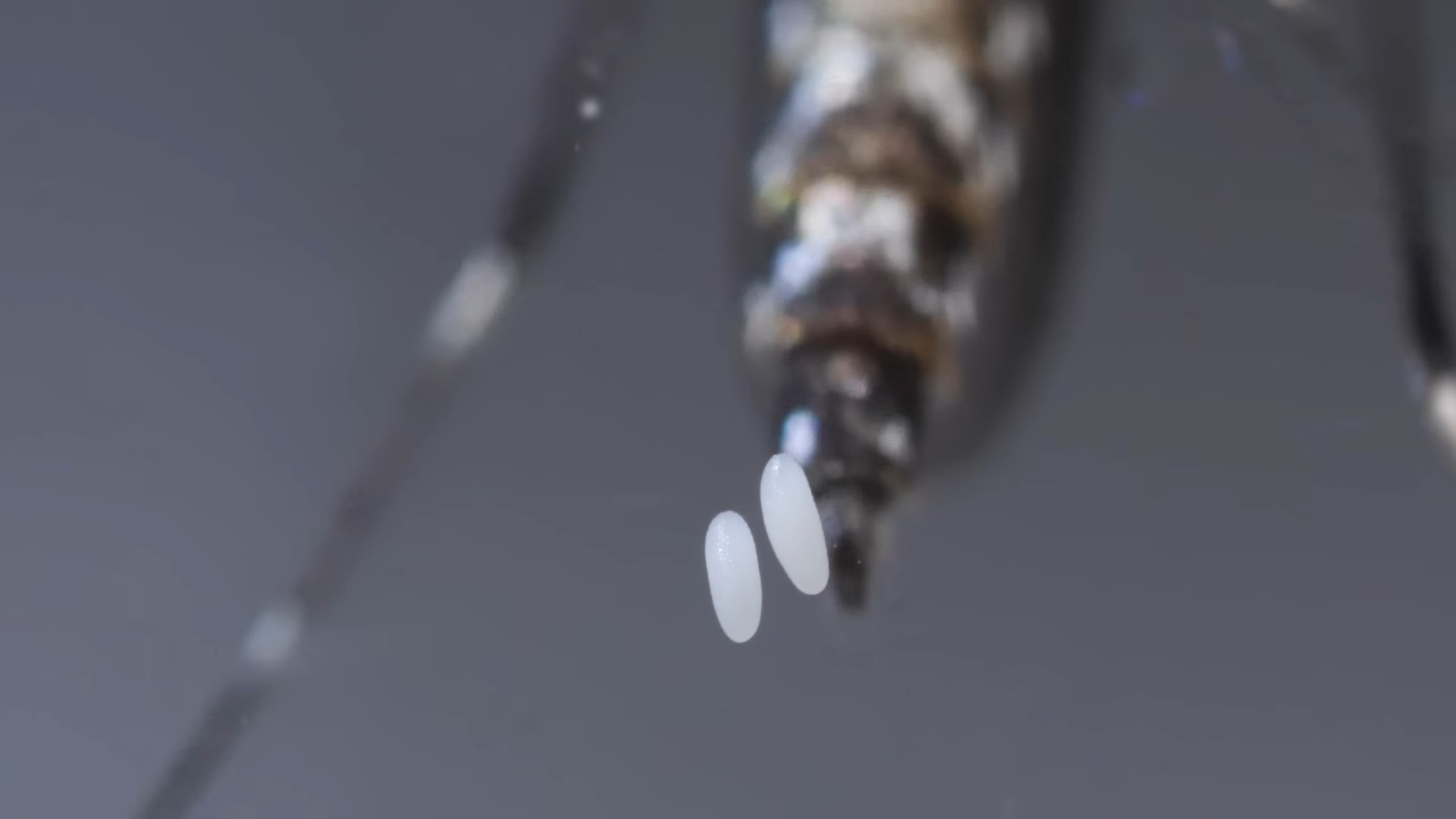 Asian tiger mosquito laying eggs