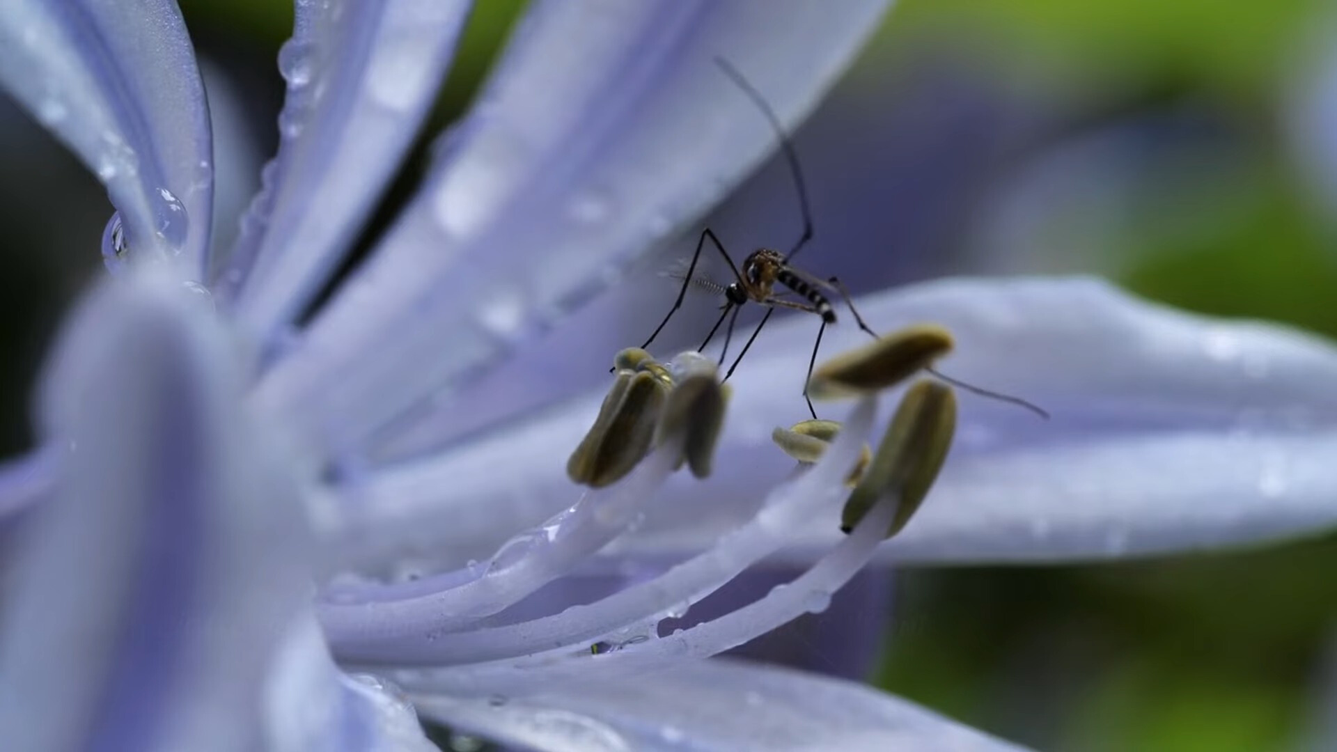 Mosquitoes play positive roles in pollination of orchids