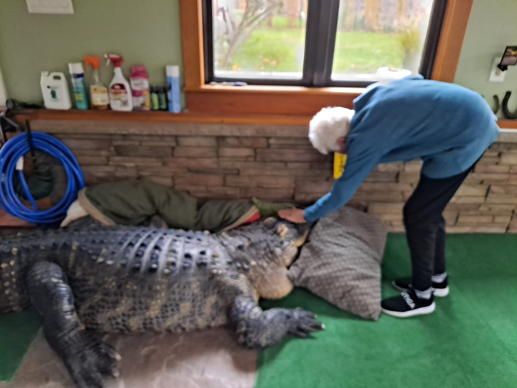 Tony Cavallaro`s Mom Feeding Crocodile Albert