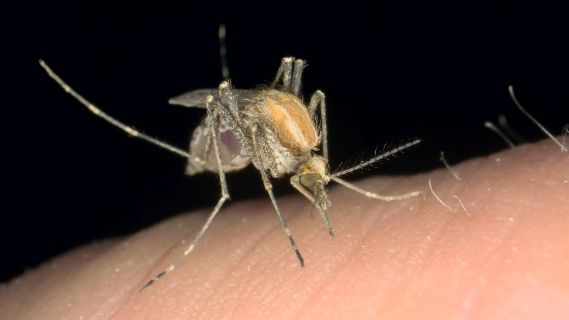 Close-up image of a mosquito resting on a man's hand