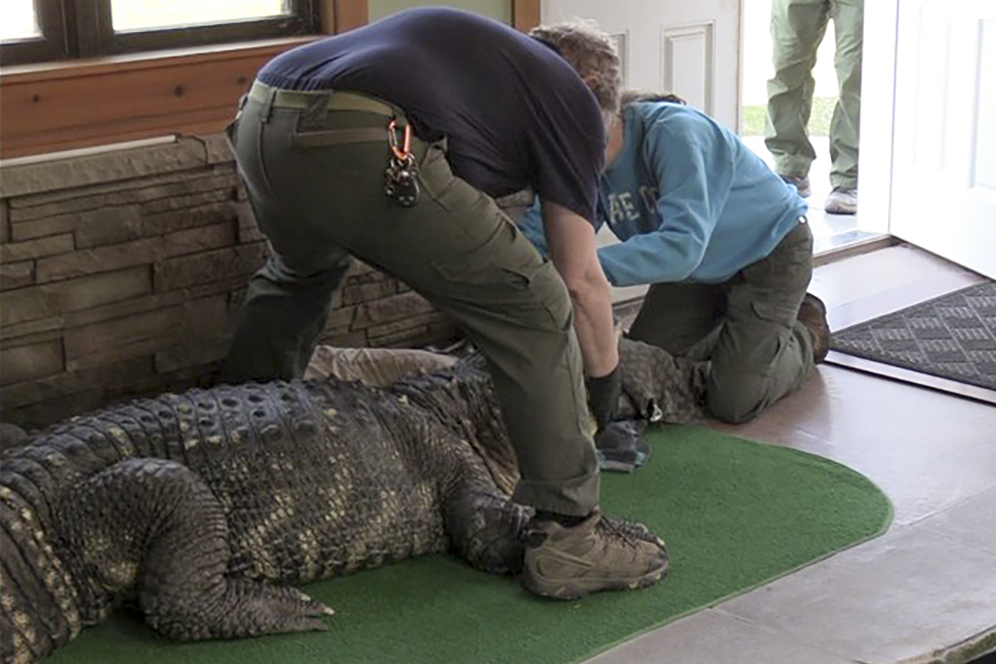 pet alligator