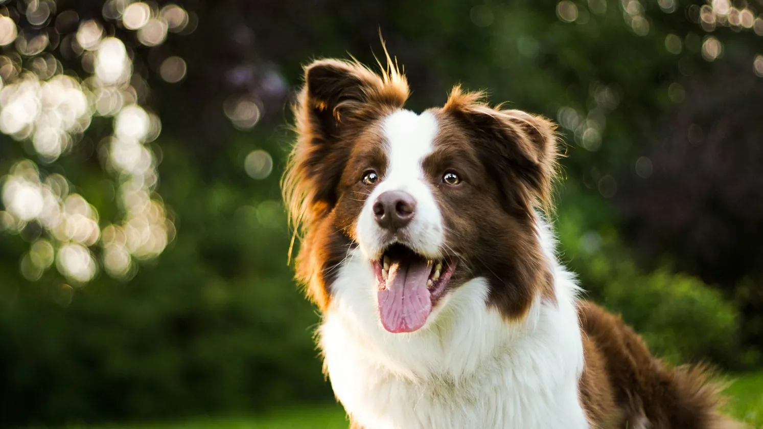 Border Collie Health Issues
