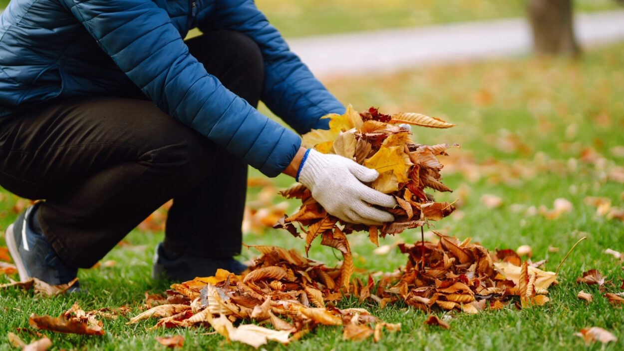 A person gathers fallen autumn leaves on a grassy lawn