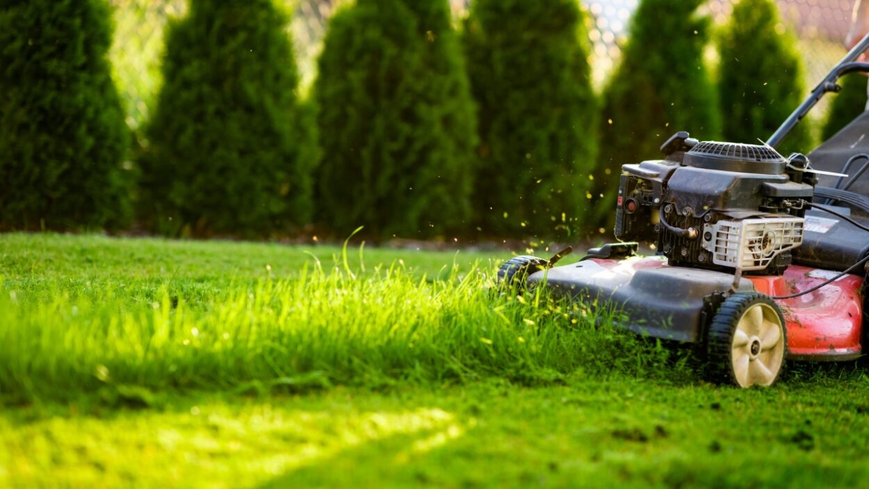 A lawn mower cuts green grass beside a row of tall shrubs