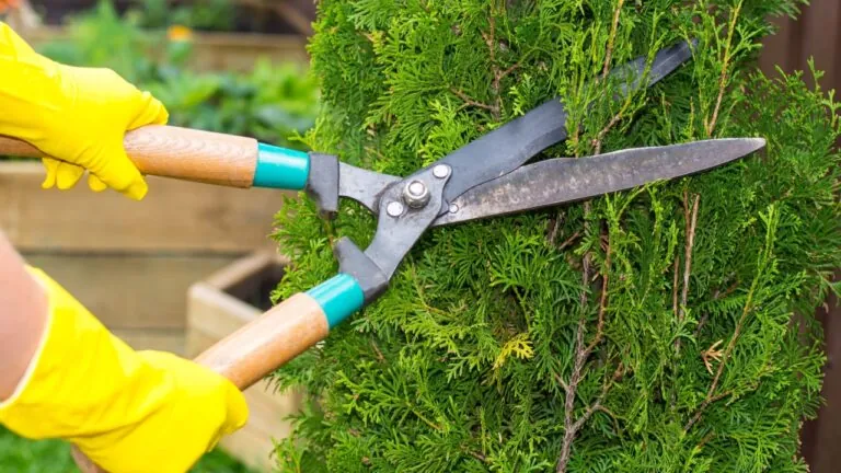 A person trims a green hedge with large garden shears