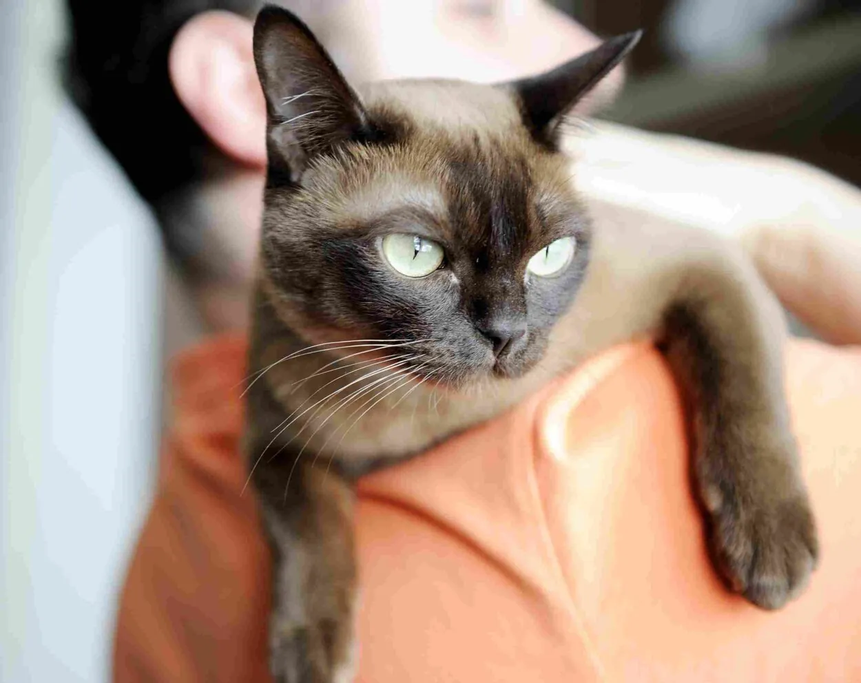 Close-up of a brown Burmese cat with pale green eyes resting in a person's arms.