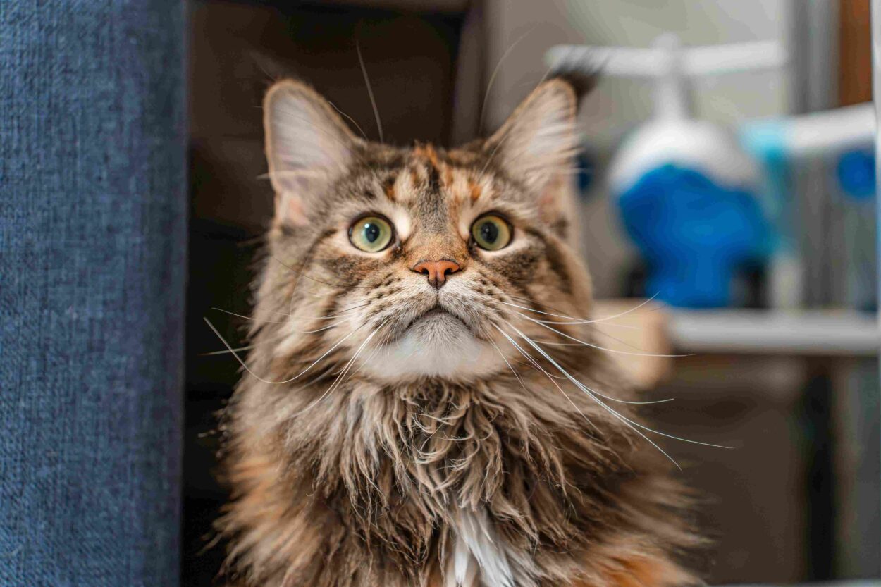 Close-up of a brown Maine Coon cat with green eyes, long whiskers, and a thick, fluffy coat.