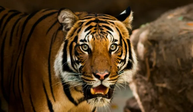 Man Killed by Tiger at Yorkshire Wildlife Park in England