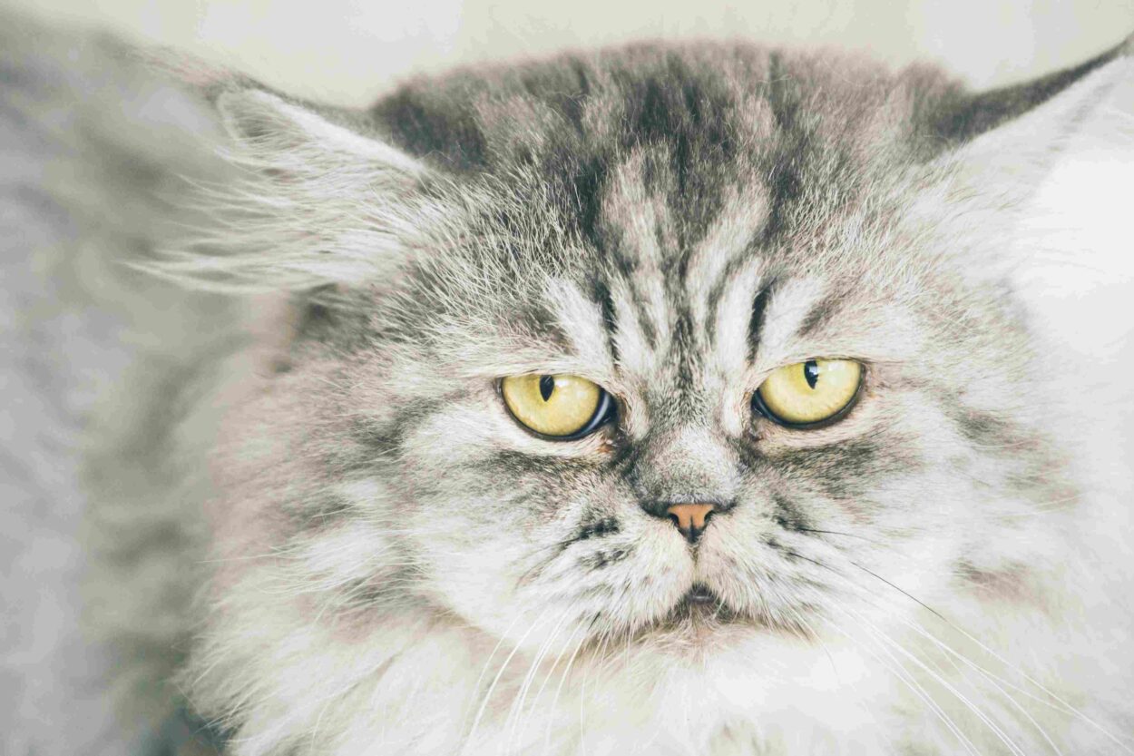 Close-up of a fluffy gray Persian cat with golden eyes, a flat face, and long fur.