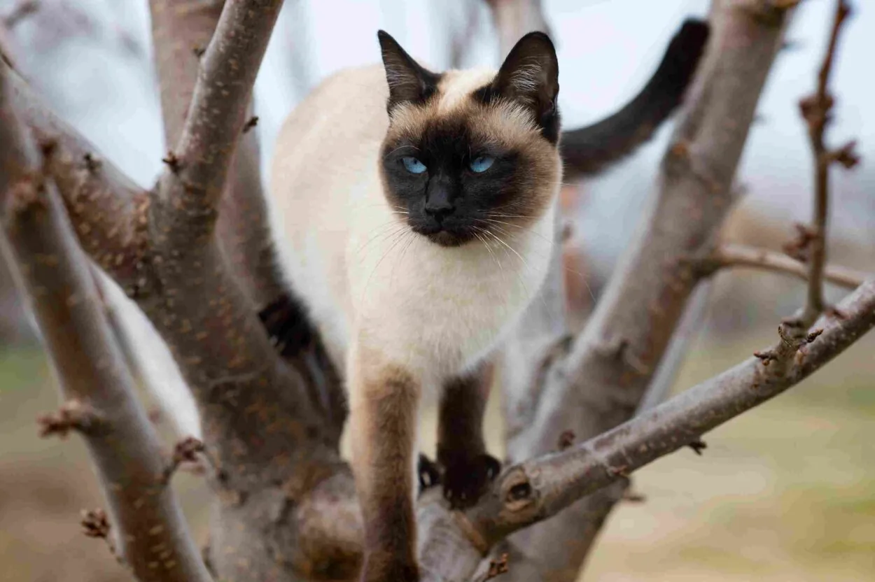 Blue-eyed Siamese cat with a cream-colored coat and dark markings standing among tree branches.