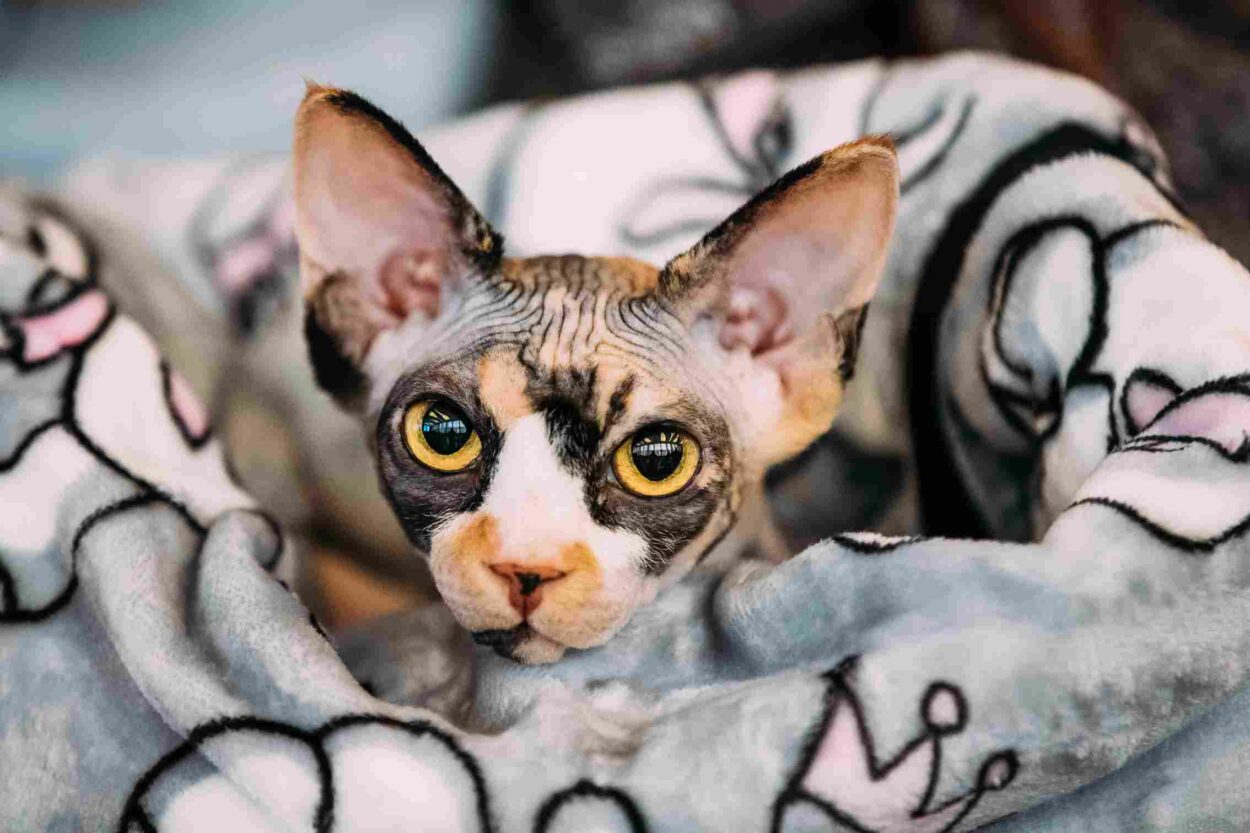 Close-up of a Sphynx cat with large yellow eyes and wrinkled skin resting in a patterned blanket.