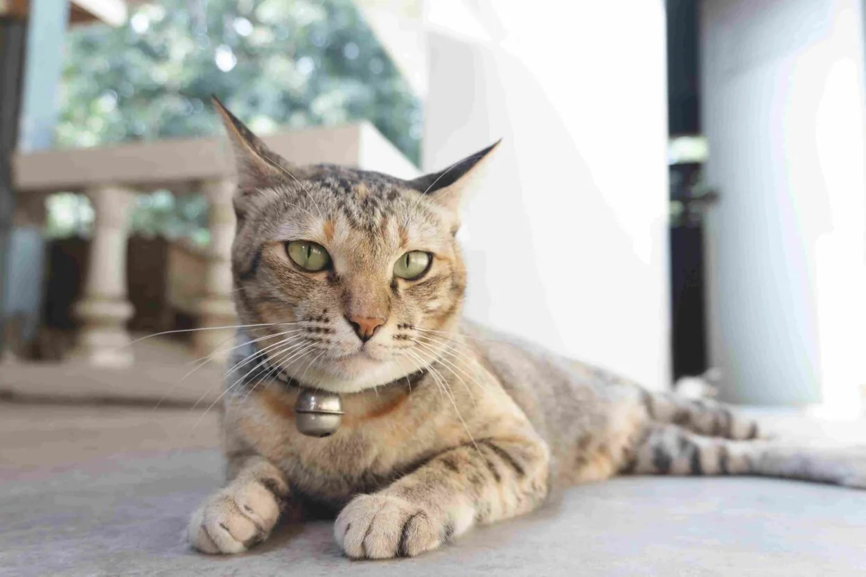 Brown tabby cat with green eyes and a bell collar lying on the floor indoors.
