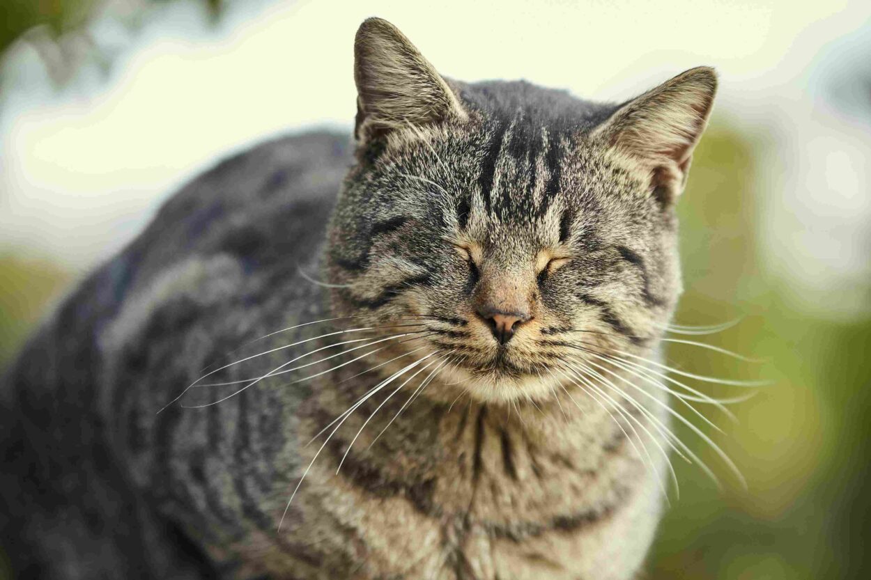 Close-up of a gray tabby cat with closed eyes and long white whiskers resting outdoors.
